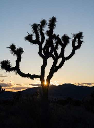 Redeem Credits for a free vacation to Joshua Tree